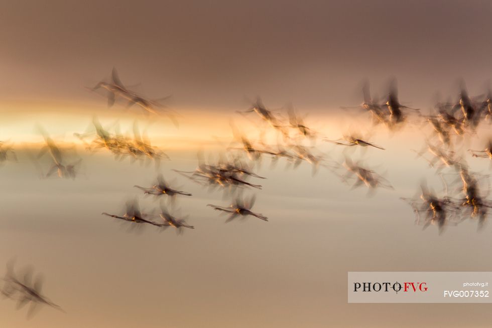 A group of Greater Flamingo (Phoenicopterus roseus) in the sky over Comacchio's lagoon at the dusk