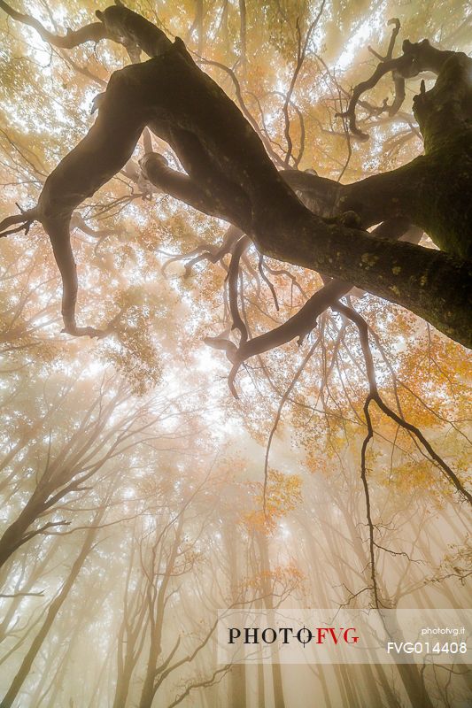 Centenarian beech into the Campigna forest, Emilia Romagna, Italy Centenarian beech into the Campigna forest, Emilia Romagna, Italy