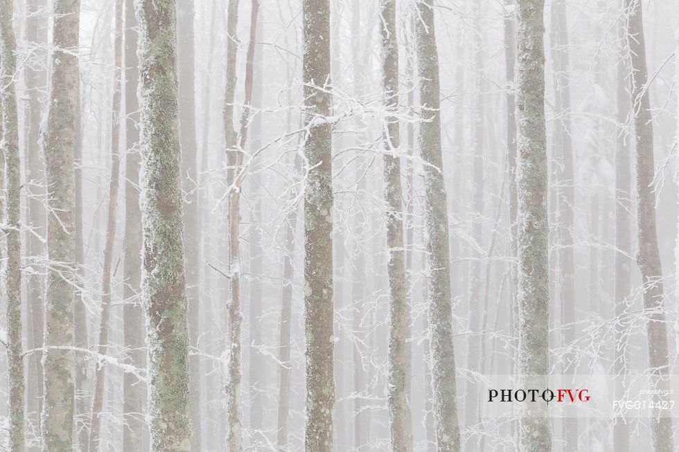 Icy forest Icy forest