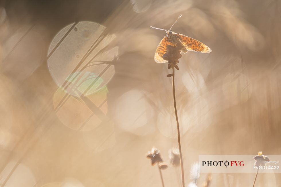 Butterfly into the sunrise light