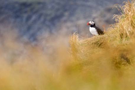 A Puffin (Fratercula arctica) on the Dyrhlaey's cliff