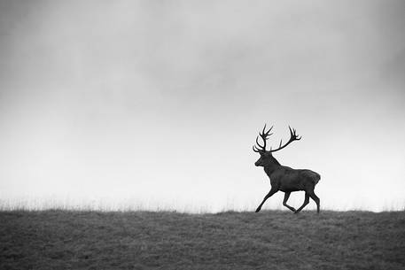 A young deer runs in the fog