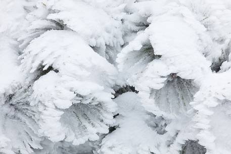 Plants covered by ice