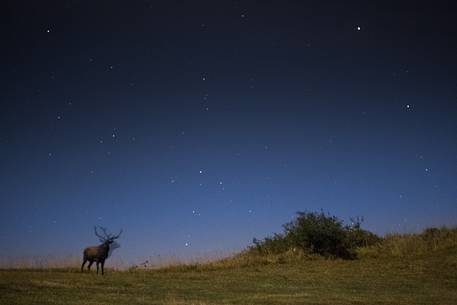 Deer out of the forest near San Paolo in Alpe in one starry night