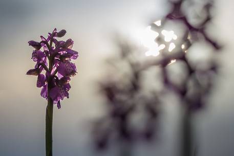 Wild orchid (orchis morio) in the sunrise's sun