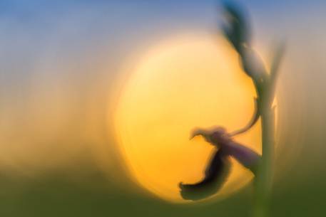 Wild orchid (ophrys bertolonii) in the dusk's sun