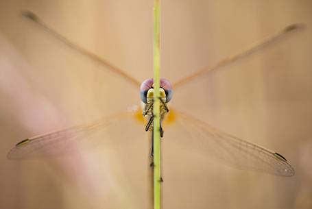 A front portrait of dragonfly (Sympetrum fonscolombii)