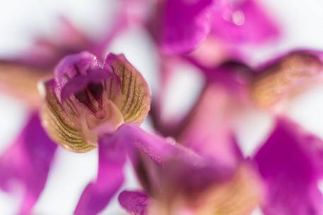 A curious detail of wild orchid (Orchis morio)