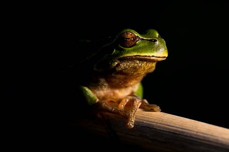 A tree frog (Hyla arborea) in the grove of reeds