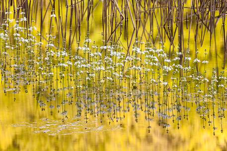 Flower's reflections in the lake of Pratignano, Emilia Romagna
