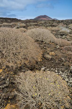 Caratteristic and desertic vegetation near the vulcanos