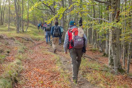 Trekkers walk through the forest