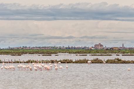 A group of Greater Flamingo (Phoenicopterus roseus) in the Comacchio's lagoon A group of Greater Flamingo (Phoenicopterus roseus) in the Comacchio's lagoon