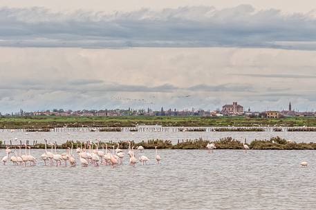 A group of Greater Flamingo (Phoenicopterus roseus) in the Comacchio's lagoon