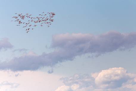 A group of Greater Flamingo (Phoenicopterus roseus) in the sky over Comacchio's lagoon