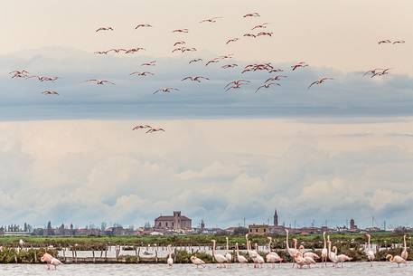 Groups of Greater Flamingo (Phoenicopterus roseus) in the Comacchio's lagoon and in the sky