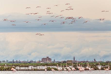Groups of Greater Flamingo (Phoenicopterus roseus) in the Comacchio's lagoon and in the sky Groups of Greater Flamingo (Phoenicopterus roseus) in the Comacchio's lagoon and in the sky