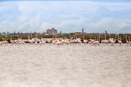 A group of Greater Flamingo (Phoenicopterus roseus) in the Comacchio's lagoon