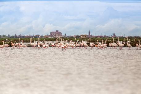 A group of Greater Flamingo (Phoenicopterus roseus) in the Comacchio's lagoon A group of Greater Flamingo (Phoenicopterus roseus) in the Comacchio's lagoon