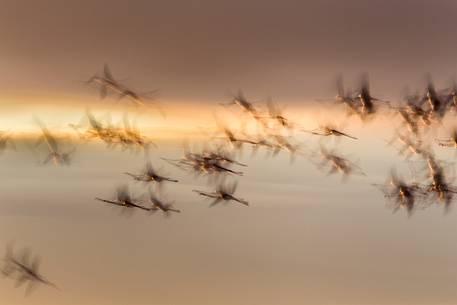 A group of Greater Flamingo (Phoenicopterus roseus) in the sky over Comacchio's lagoon at the dusk