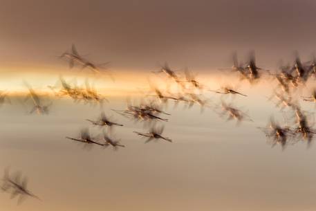 A group of Greater Flamingo (Phoenicopterus roseus) in the sky over Comacchio's lagoon at the dusk A group of Greater Flamingo (Phoenicopterus roseus) in the sky over Comacchio's lagoon at the dusk