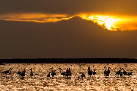 A group of Greater Flamingo (Phoenicopterus roseus) in the Comacchio's lagoon during the sunset