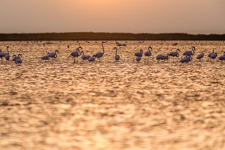 A group of Greater Flamingo (Phoenicopterus roseus) in the Comacchio's lagoon during the sunset