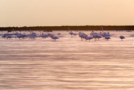 A group of Greater Flamingo (Phoenicopterus roseus) in the Comacchio's lagoon during the sunset