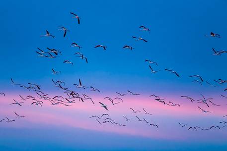 A group of Greater Flamingo (Phoenicopterus roseus) in the sky over Comacchio's lagoon after the dusk