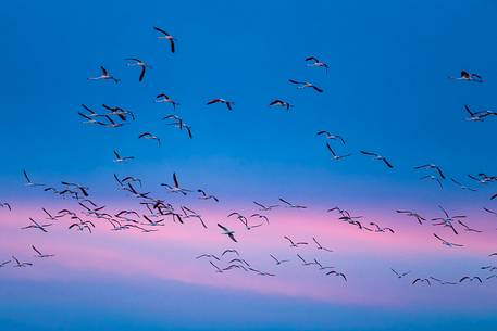 A group of Greater Flamingo (Phoenicopterus roseus) in the sky over Comacchio's lagoon after the dusk A group of Greater Flamingo (Phoenicopterus roseus) in the sky over Comacchio's lagoon after the dusk