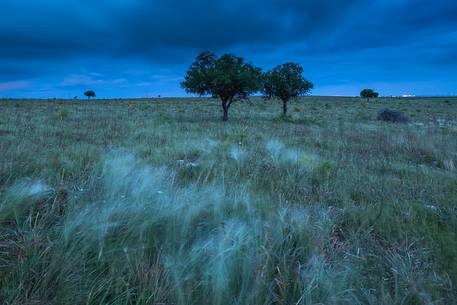 View of typical Puglia's countryside with mediterranean vegetation after the dusk