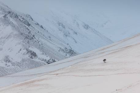 Graphisms of Piano Grande's hills, at the slopes of Monte Vettore, after a snowfall 