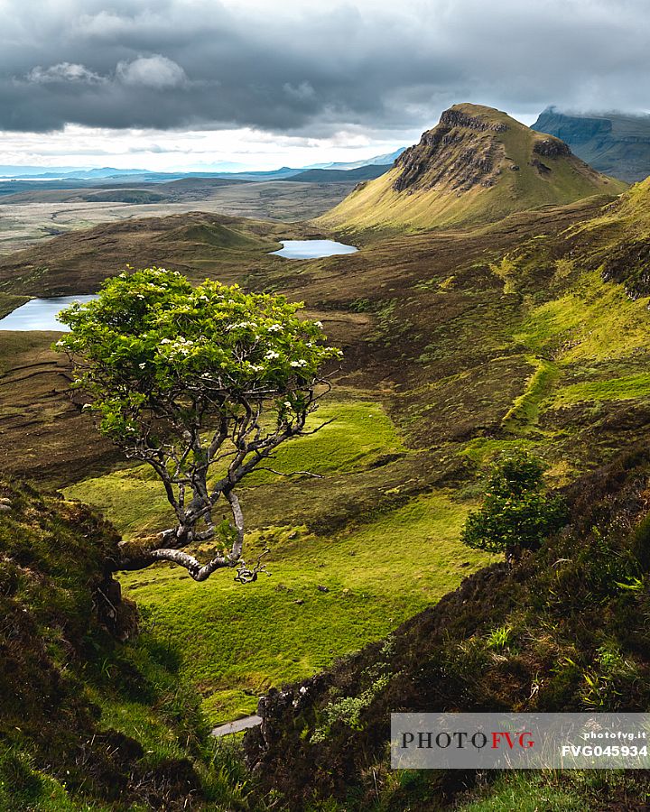 Alone tree over the lunar landscape of Quiraing, Trotternish Peninsula in the Isle of Skye, Highands, Scotland, United Kingdom, Europe