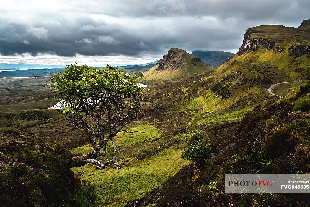 Alone tree over the lunar landscape of Quiraing, Trotternish Peninsula in the Isle of Skye, Highands, Scotland, United Kingdom, Europe