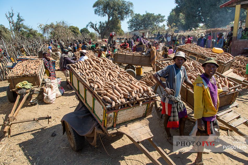 Carriages full of cassava in a local market