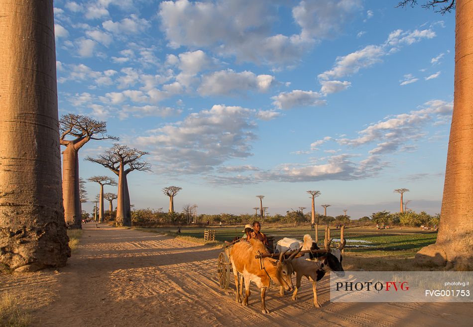 A carriage on Les Alle des Baobabs at sundown
