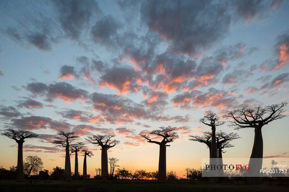 Les Alle des Baobabs at sundown