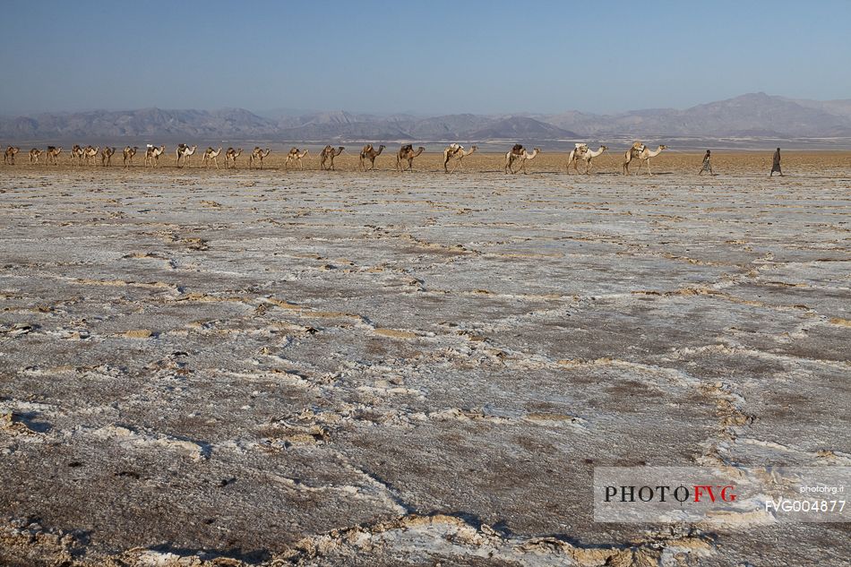 Salt caravan on Ahmed Ela Salt Plain