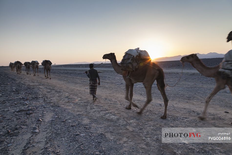 Salt caravan at sundown  on Ahmed Ela Salt Plain
