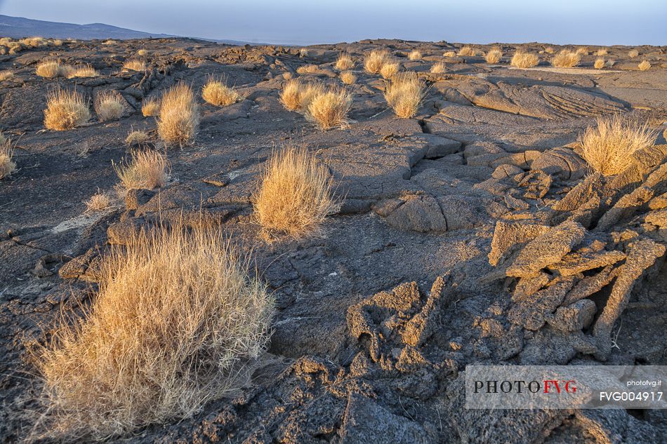 Vegetation on the lava slopes of the volcano Erta Ale