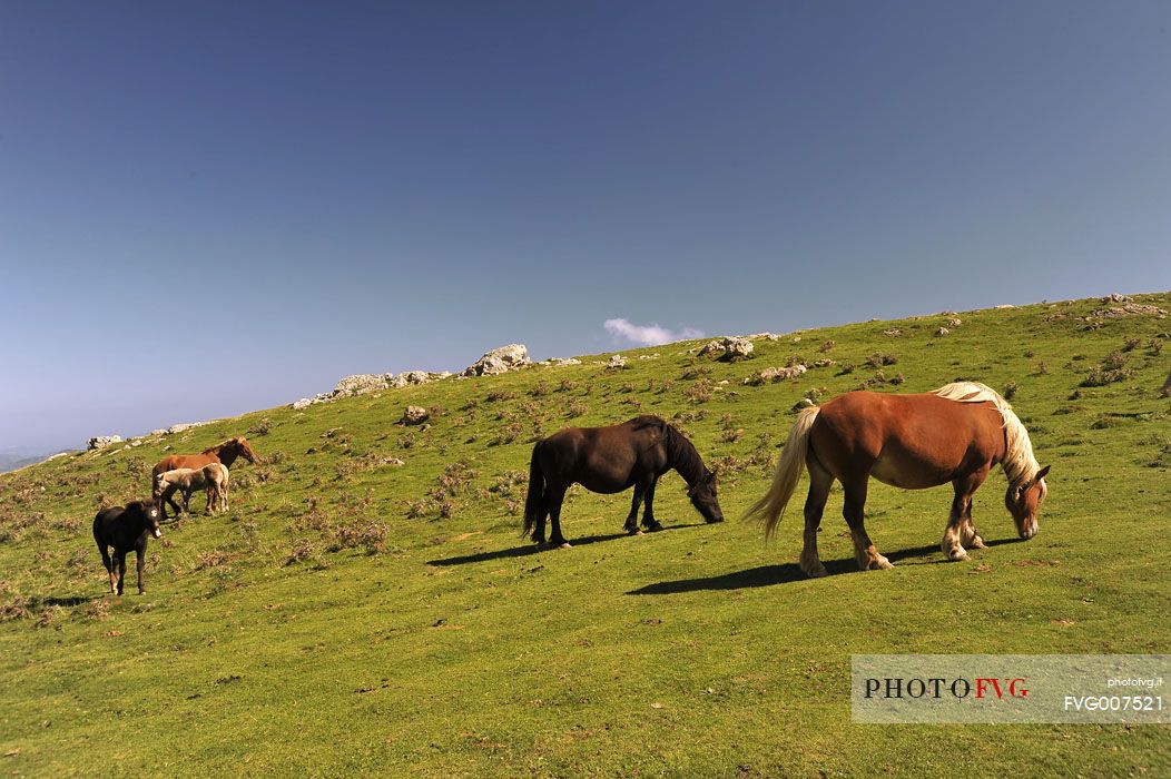 Way of St.James - Horses grazing on the Pyrenees