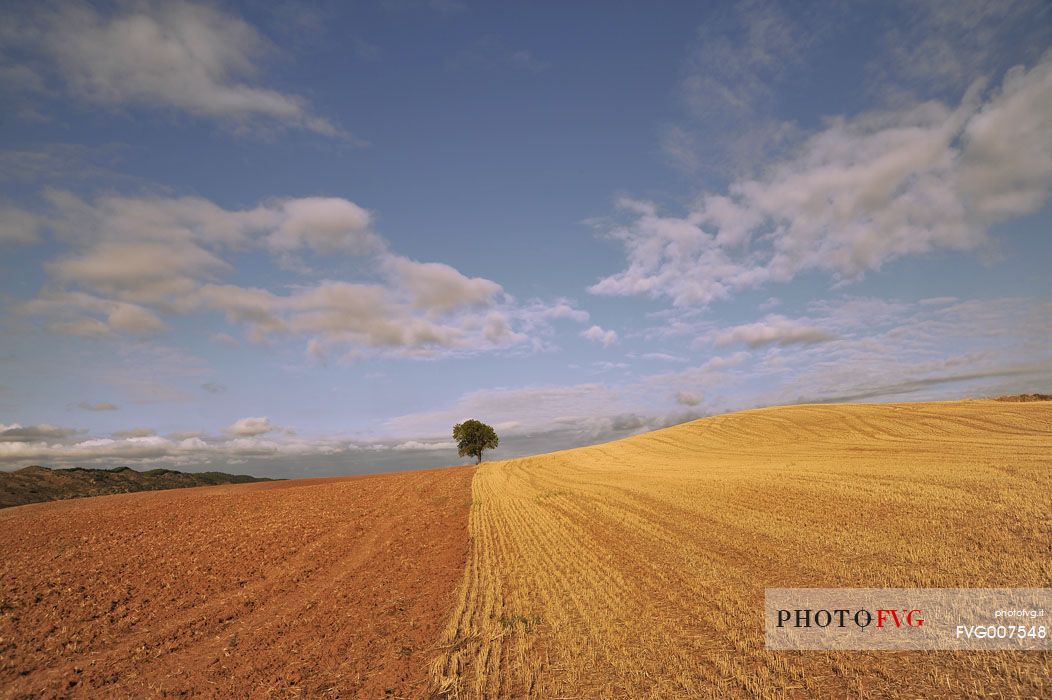 Way of St.James - Lonely tree