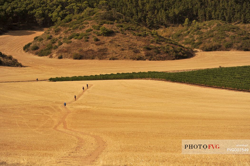 Way of St. James - Pilgrims in a field near Los Arcos, Navarre, Spain