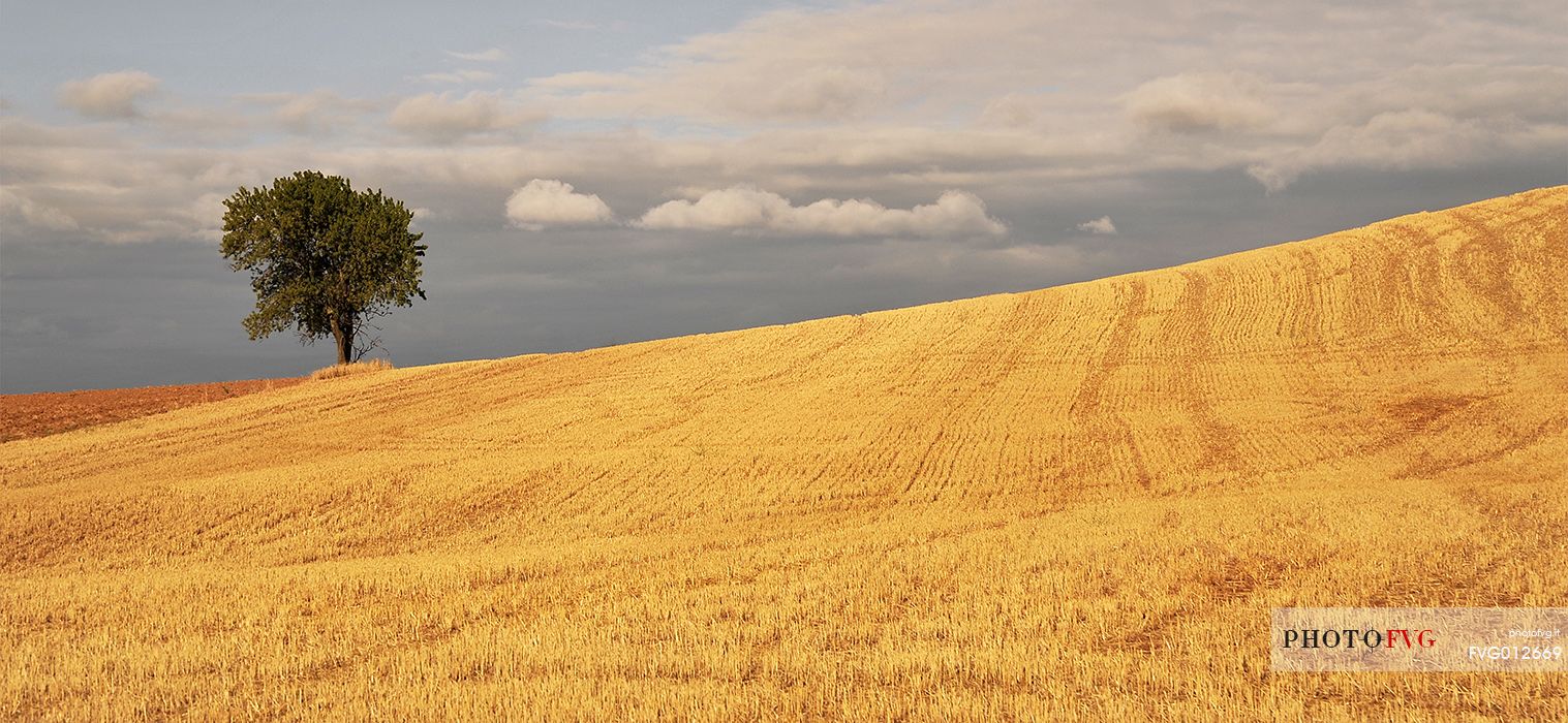 Way of St.James - Lonely tree in Mesetas