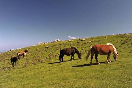 Way of St.James - Horses grazing on the Pyrenees