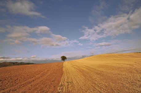 Way of St.James - Lonely tree
