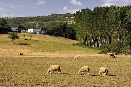 Way of St.James - Sheep grazing near Portomarin