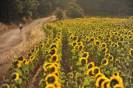 Way of St.James - Sunflowers near San Juan de Ortega