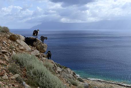 Goats enjoying the view of the Kissamos Gulf, Chania, Crete Island, Greece