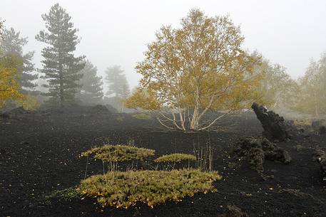 Trees, lava and rocks in the Sartorius Mountains
